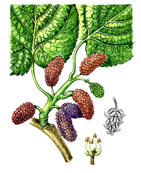 Frutti e foglie di gelso (Morus). Botanica — Foto Stock