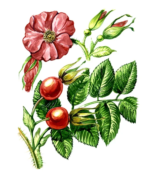 Fruits and leaves of wild rose. botany — Stock Photo, Image