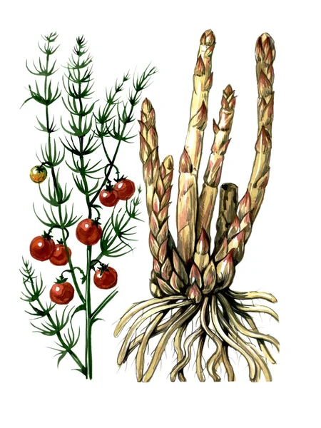 Frukter och blad av sparris. botanik — Stockfoto