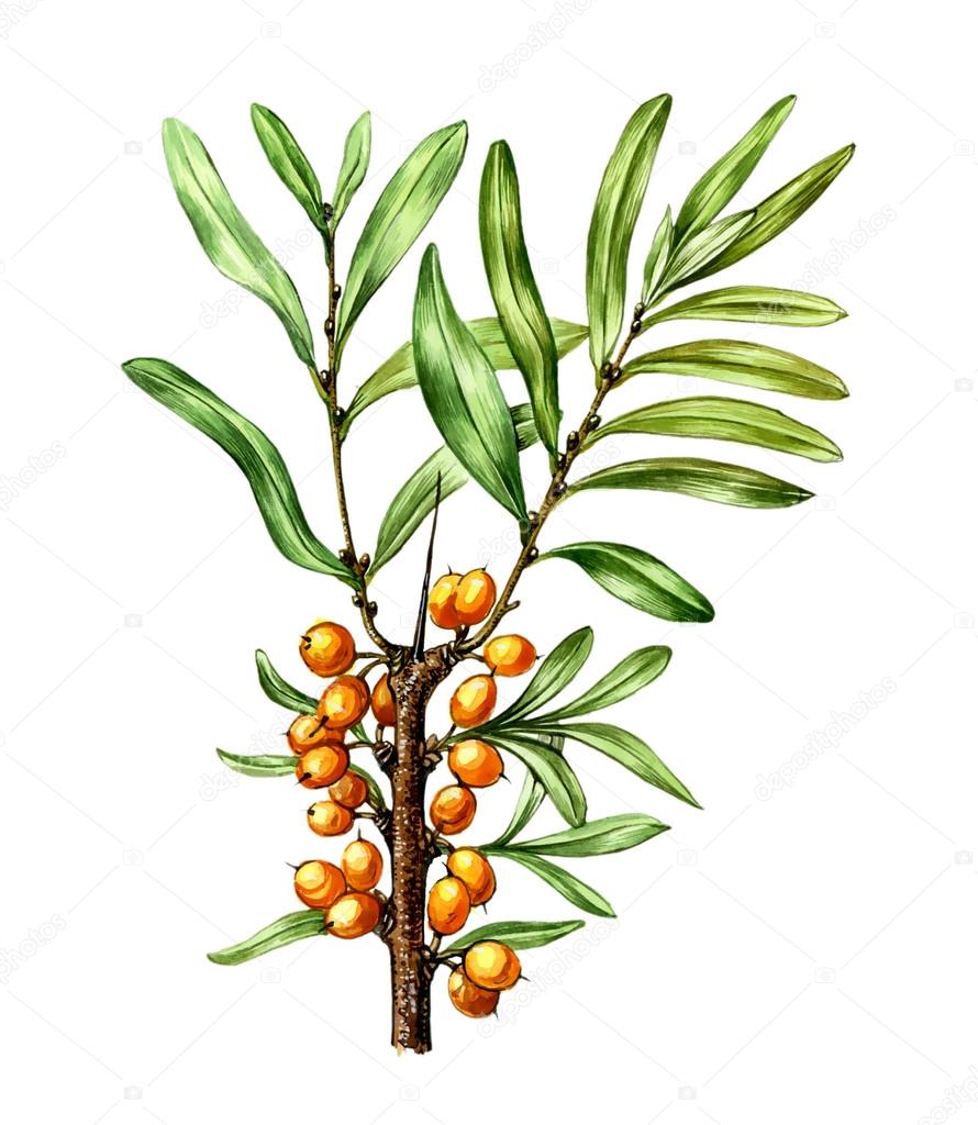 Fruits and leaves of sea buckthorn (Hippophae). Botany