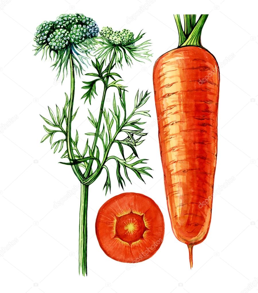 Fruits and leaves of carrots (Daucus). Botany