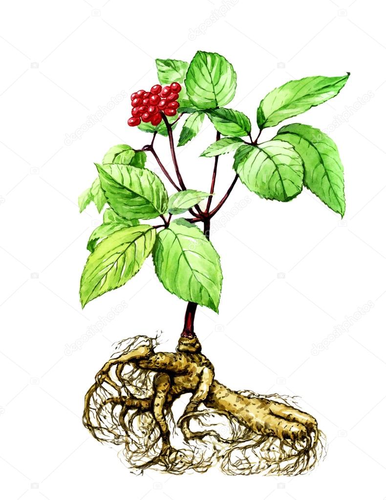 Fruits and leaves of ginseng. Botany