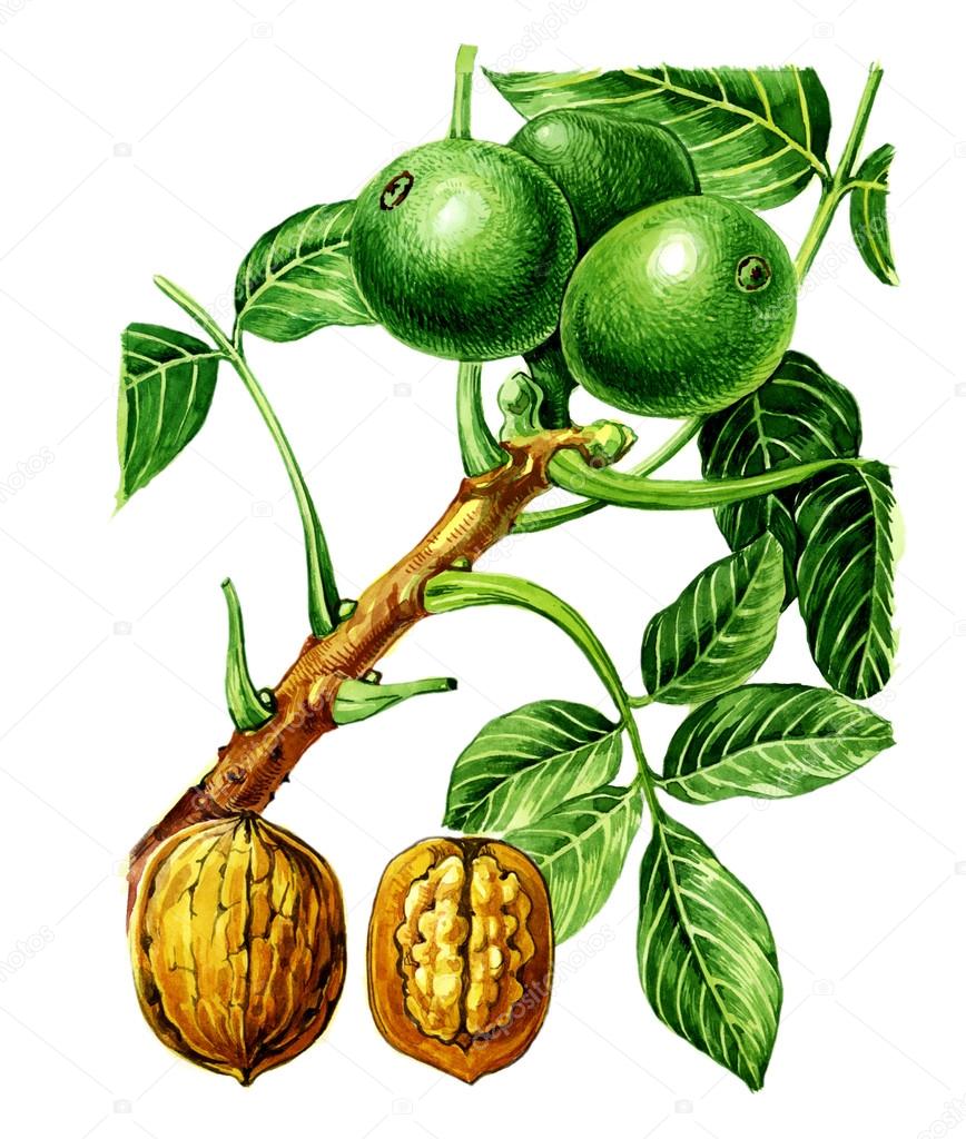 Fruits and leaves of walnut (Juglans regia). Botany