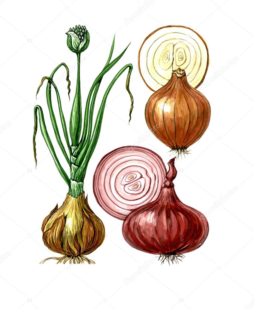 Fruits and leaves of onions (Allium cepa). Botany