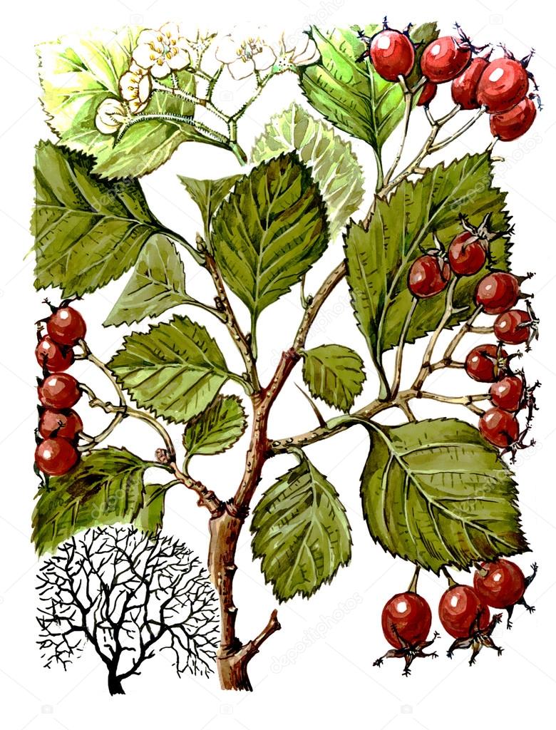 Fruits and leaves of hawthorn (Crataegus). Botany