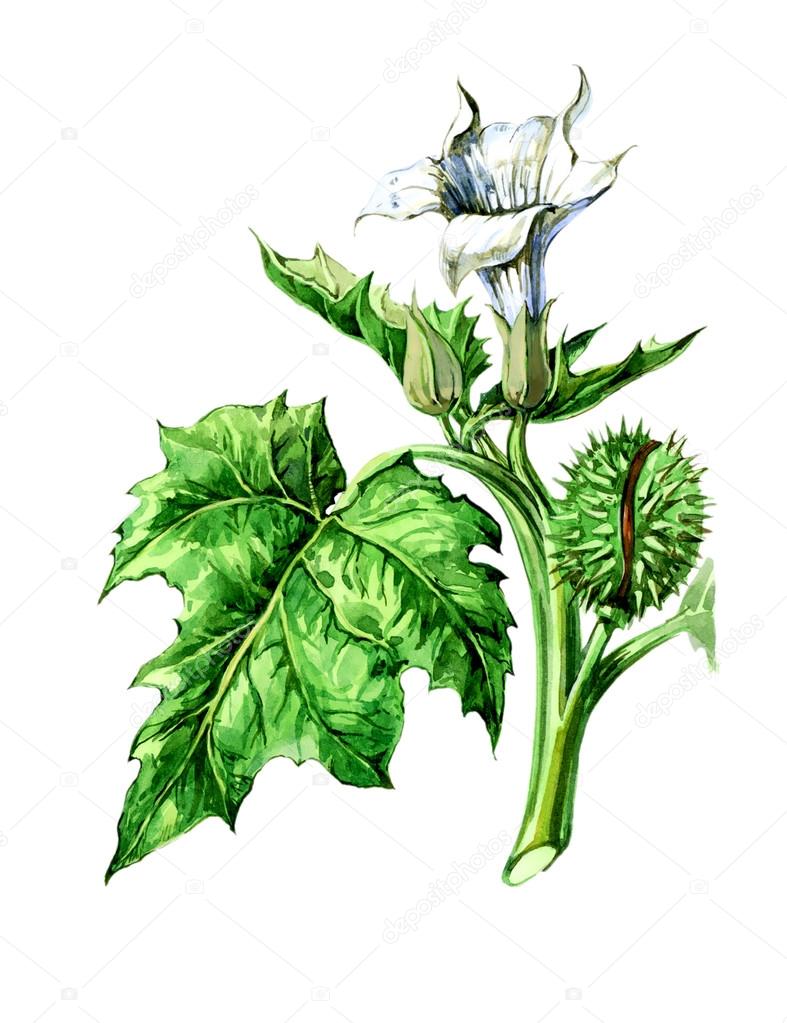 Fruits and leaves of Datura stramonium. Botany