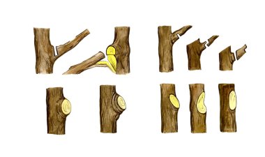 How vaccinations pear tree