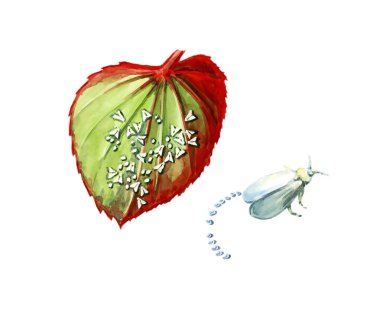 Silverleaf whitefly. A plant pest. Botany