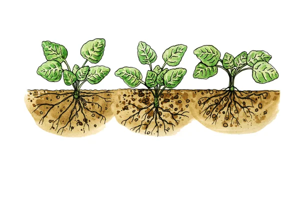 Houseplant. Correct and incorrect planting rooted cuttings. Botany — Φωτογραφία Αρχείου