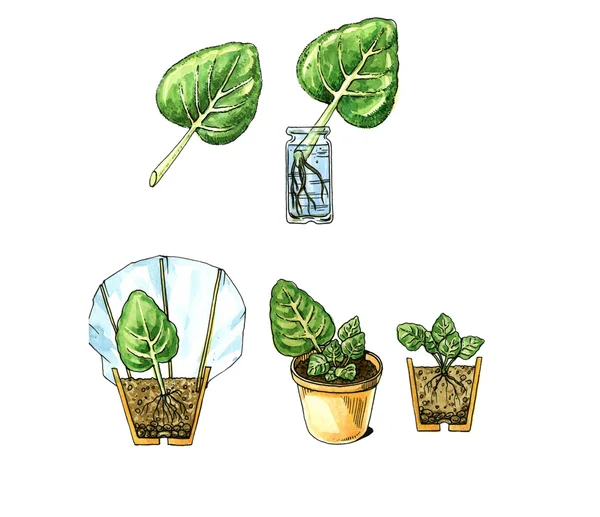 Houseplant. Reproduction senpolia. Botany — Φωτογραφία Αρχείου