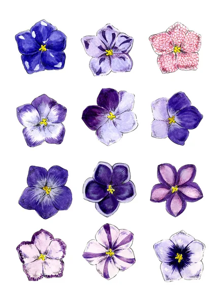 Planta de casa. Saintpaulia Flowers. Botánica —  Fotos de Stock