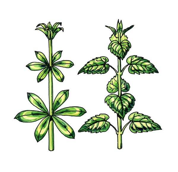 Typer och blad form. Botanik — Stockfoto