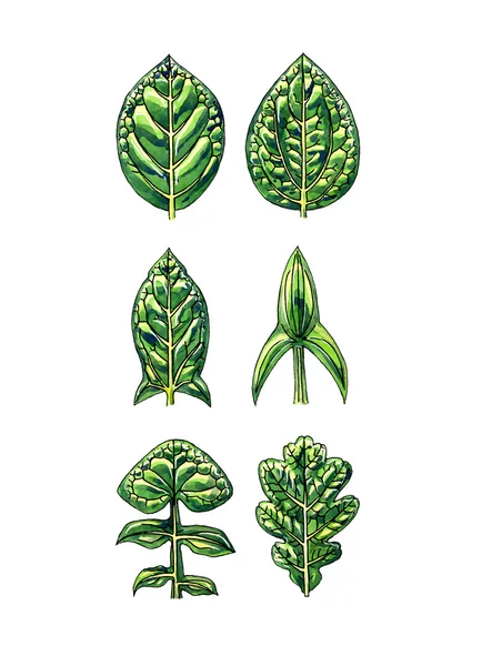 Types and leaf shape. Botany — Stock Photo, Image