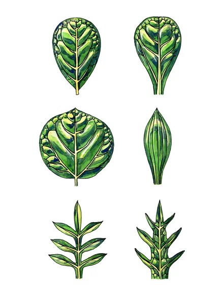 Types and leaf shape. Botany — Stock Photo, Image