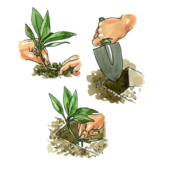 วิธีการปลูกพืชต้นไม้ โบตานี — ภาพถ่ายสต็อก