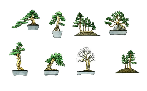 Bonsai. Plantkunde — Stockfoto