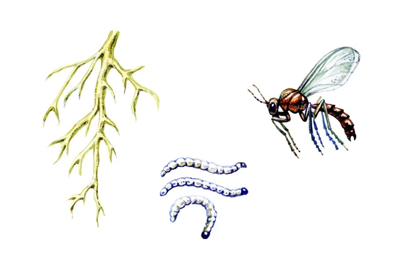 Mycetophilidae. A plant pest. Botany — 图库照片