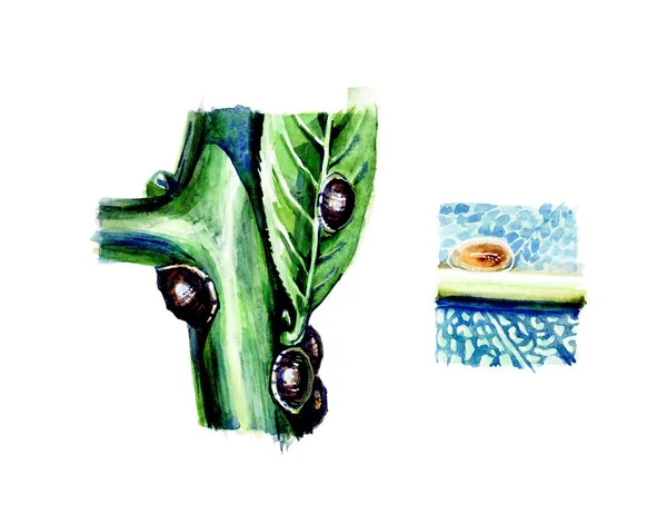 ดิฟิดิดิโด พืชศัตรูพืช โบตานี — ภาพถ่ายสต็อก