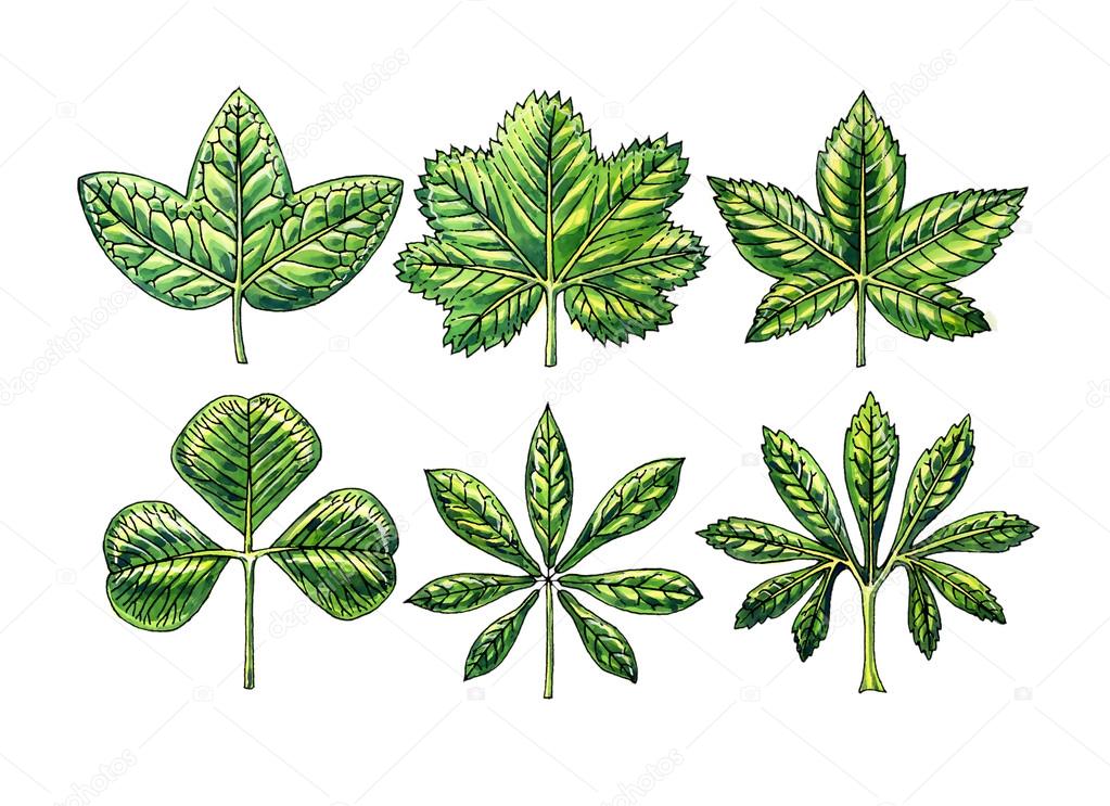 Types and leaf shape. Botany Stock Photo by ©Alexsseika 76060941