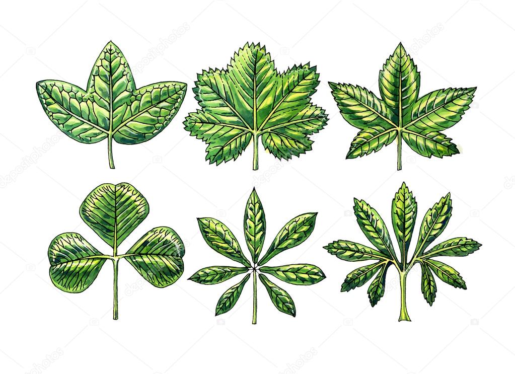 Types and leaf shape. Botany