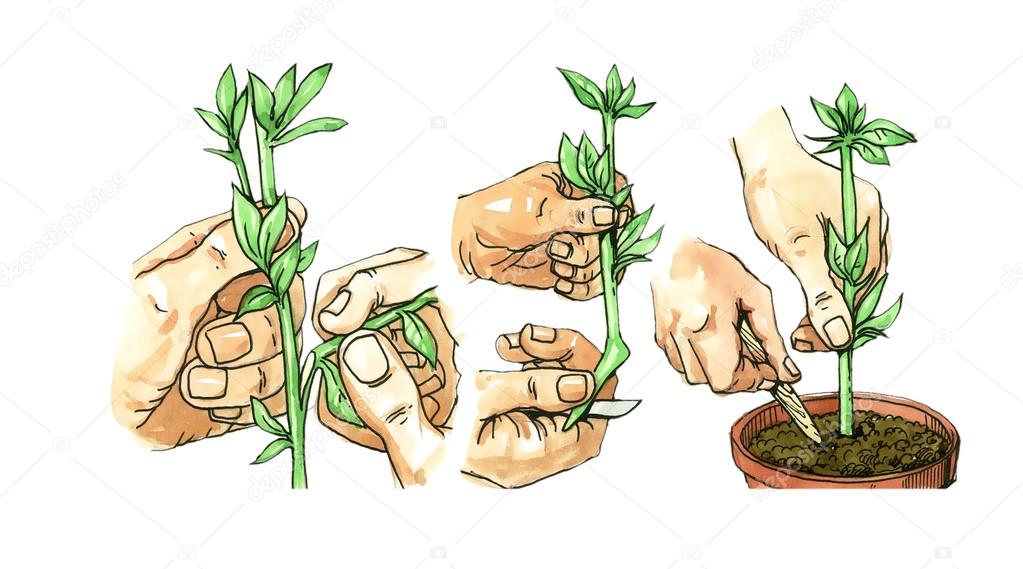The method of planting cuttings. Botany