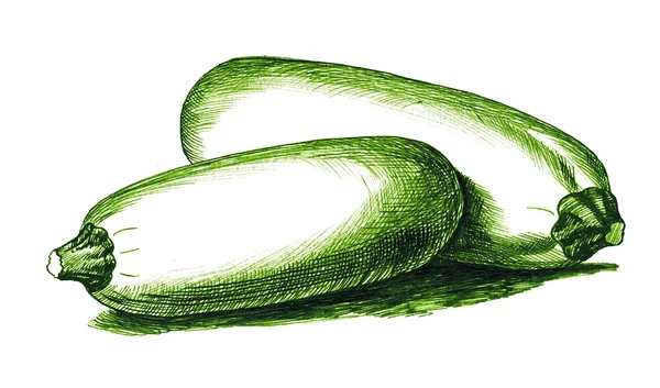 Zucchini. Botânica — Fotografia de Stock
