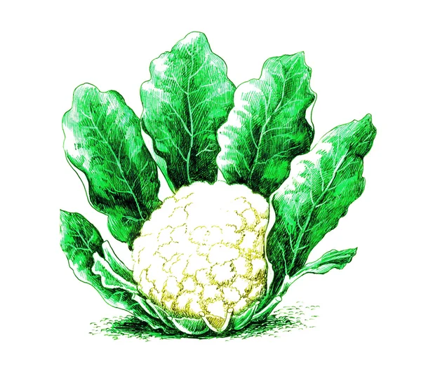 Cauliflower. Botany — Stock Photo, Image