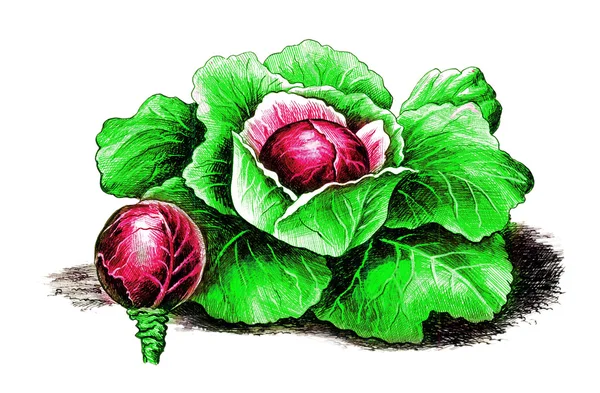 Red cabbage. Botanica — Stock Photo, Image