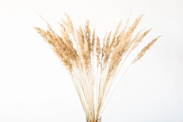 Gedroogde Bloemen Een Glazen Vaas Met Een Lege Lichtmuur Voor — Stockfoto