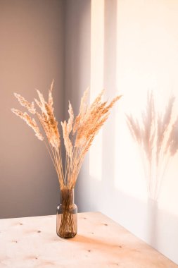 Kurumuş çiçekler, minimalist bir tarzda, ışık duvarına karşı gölgeler oluştururlar.