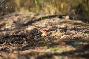 Ormanda Noel iğneleriyle kaplı kırmızı başlıklı küçük mantar, yatay.
