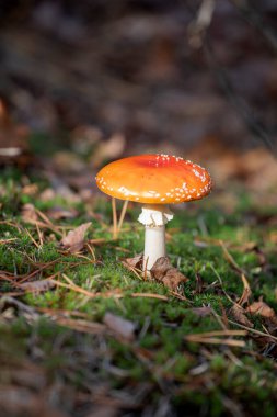  Yosun içinde büyüyen kırmızı başlıklı mantar.