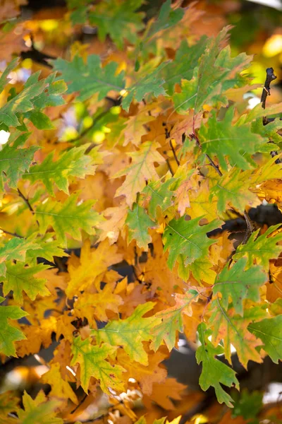 Canadian maple in the forest, natural background, vertical