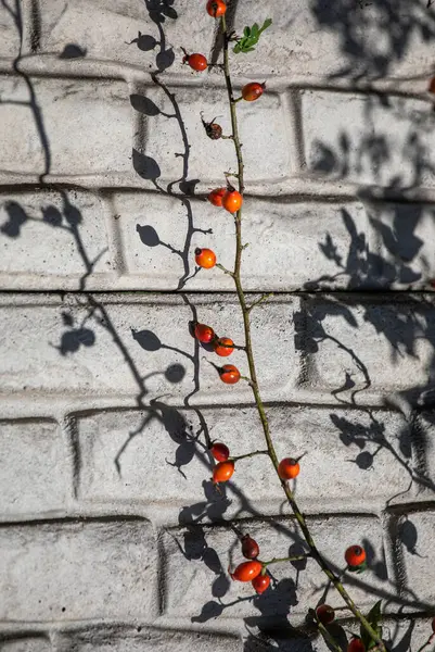 Branch Red Rosehip Berries Lit Sun Garden Brick Fence Vertical — Stock Photo, Image