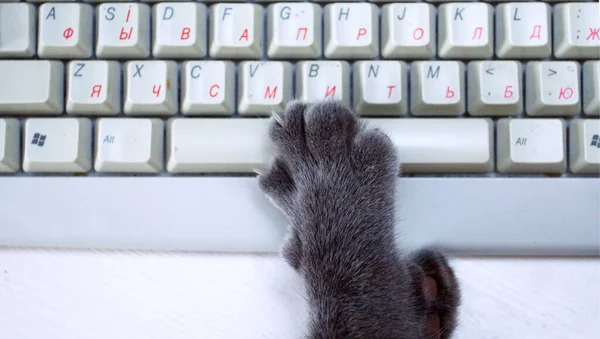 Γκρι Πόδι Μιας Γάτας Ένα Πληκτρολόγιο Υπολογιστή Έννοια Οριζόντια — Φωτογραφία Αρχείου