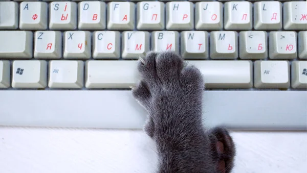 Grijze Poot Van Een Kat Een Computer Toetsenbord Concept Horizontaal — Stockfoto