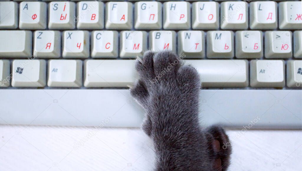 gray paw of a cat on a computer keyboard concept, horizontal,
