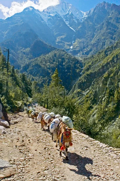 Road Nepal Mountain Track Anapurna — стоковое фото