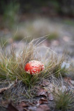 Küçük zehirli kırmızı kabza çam ormanlarında dikey olarak uçar.