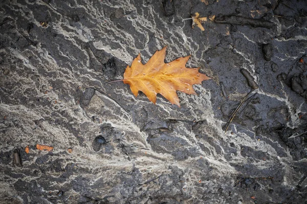 Foglia Acero Appassita Terreno Bagnato Dopo Pioggia Sfondo Naturale — Foto Stock