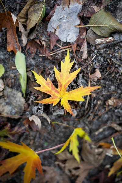 Feuille Érable Jaune Tombée Sur Chemin Fond Naturel — Photo