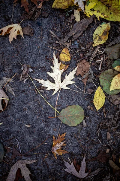 Foglie Cadute Sentiero Nella Foresta Sfondo Naturale — Foto Stock