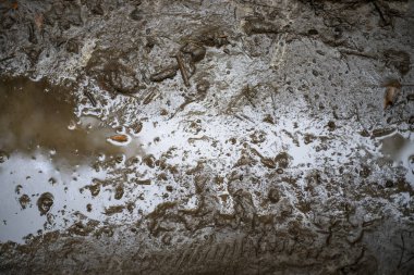 Yağmur sonrası su birikintisine düşen yaprak, doğal arkaplan