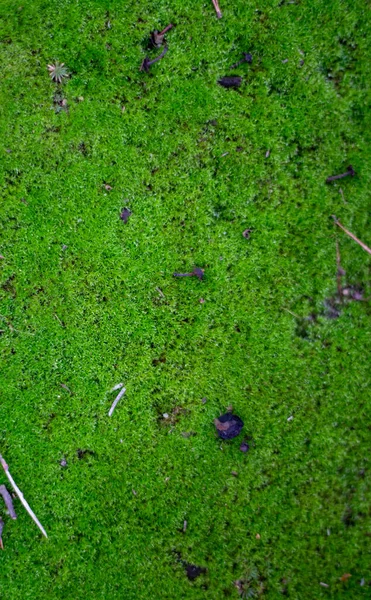 Dekoration Aus Lebendigem Grünen Moos Natürlichem Hintergrund Senkrecht — Stockfoto