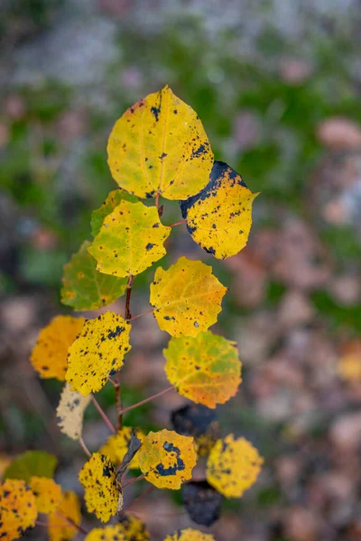 Outono Folhas Laranja Ramo Floresta Fundo Natural Formato Vertical — Fotografia de Stock