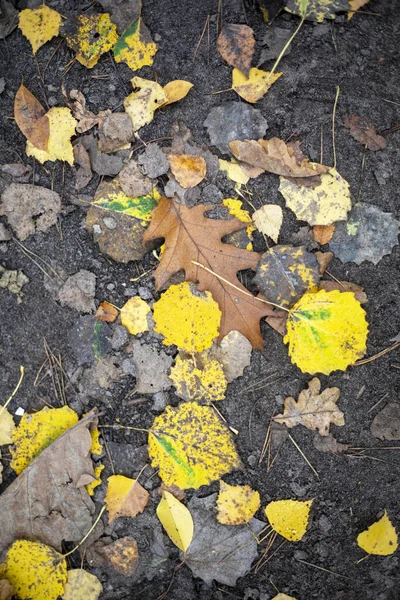 Outono Folhas Laranja Floresta Caminho Fundo Natural — Fotografia de Stock