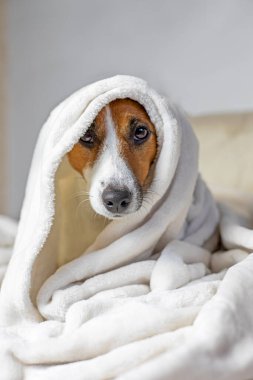 Üzgün Jack Russell Terrier beyaz bir battaniyenin altında güneşleniyor, köpek burnu, konfor, yatay,