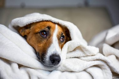 pensive Jack Russell Terrier hid under a white blanket thrown on top, comfort, horizontal, vertical,
