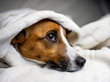 Suçlu Jack Russell Terrier beyaz bir battaniyenin altına saklandı. Üstüne atıldı, konfor, yatay., 