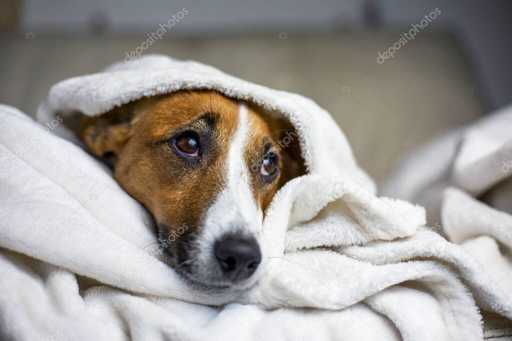 pensive Jack Russell Terrier hid under a white blanket thrown on top, comfort, horizontal, vertical,
